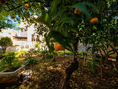 ...mandarini e limoni...